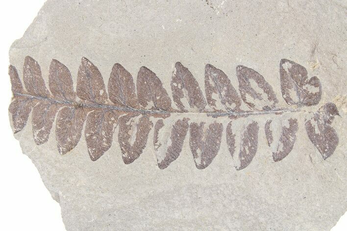 Pennsylvanian Fossil Fern (Mariopteris) - Indiana #262502